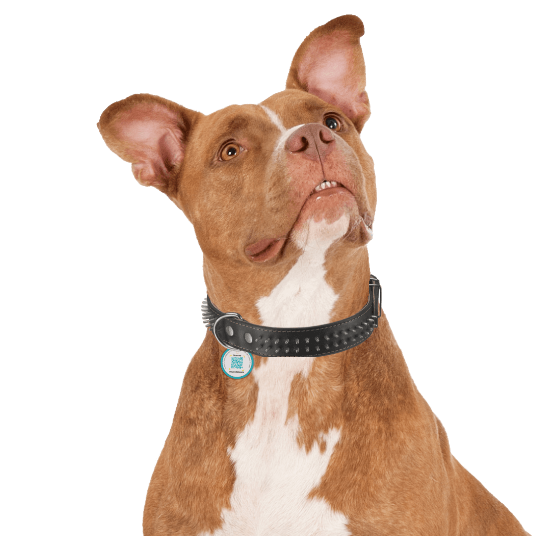 Digital Pet ID for Cat and Dog Petotum Malaysia